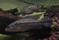 Crenicichla menezesi