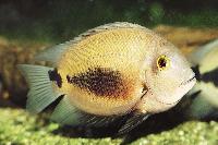 Uaru amphiacanthoides