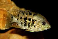 Mesoheros ornatus