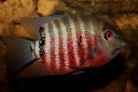 Heros cf. severus inridae