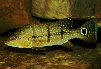 Cichla melaniae
