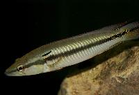 Crenicichla sp. 'casiquiare' 