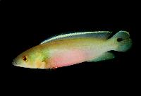 Crenicichla strigata