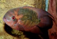 Hypselecara temporalis