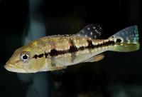 Cichla cf. pinima