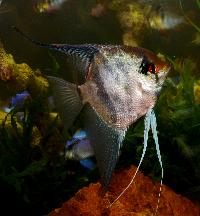 Pterophyllum scalare