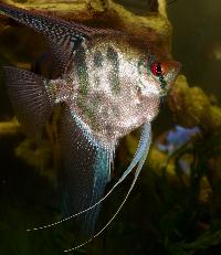 Pterophyllum scalare