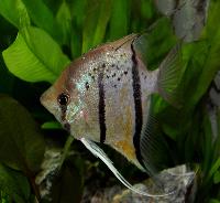 Pterophyllum scalare