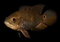 Astronotus ocellatus