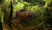 Astronotus ocellatus