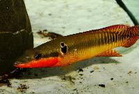 Crenicichla zebrina