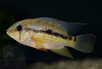 Krobia potaroensis
