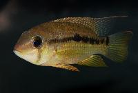 Krobia potaroensis