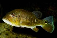 Cichla pinima