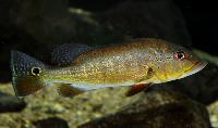Cichla pinima