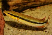 Crenicichla ternetzi