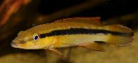 Crenicichla ternetzi