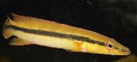 Crenicichla ternetzi
