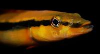 Crenicichla ternetzi