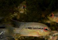 Krobia sp. 'red eyes'