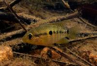 Aequidens chimantanus