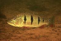 Cichla orinocoensis