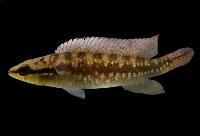 Crenicichla frenata