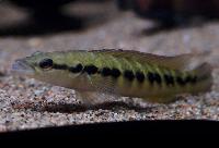 Crenicichla cyclostoma