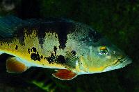 Cichla monoculus