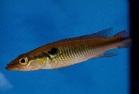 Crenicichla anthurus