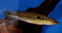 Crenicichla anthurus