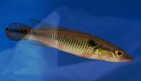 Crenicichla anthurus