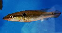 Crenicichla anthurus