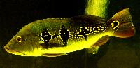 Cichla orinocensis