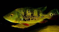 Cichla orinocensis