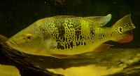 Cichla orinocensis