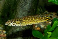 Crenicichla sp. 'Tapajos red'