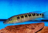 Crenicichla tendybaguassu