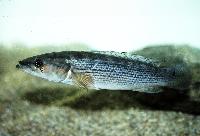 Crenicichla scotti