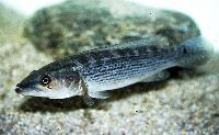 Crenicichla scotti
