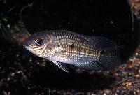 Aequidens epae