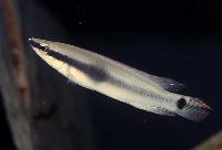 Crenicichla urosema
