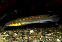 Crenicichla acutirostris