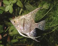 Pterophyllum scalare