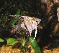Pterophyllum scalare
