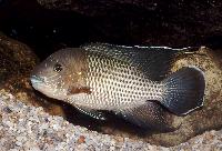 Andinoacara stalsbergi