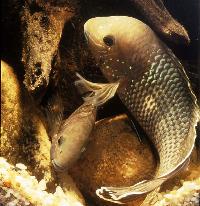 Andinoacara stalsbergi