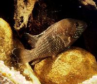 Andinoacara stalsbergi