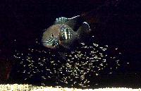 Andinoacara stalsbergi