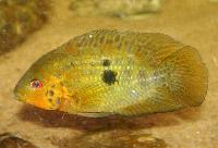 Australoheros scitulus